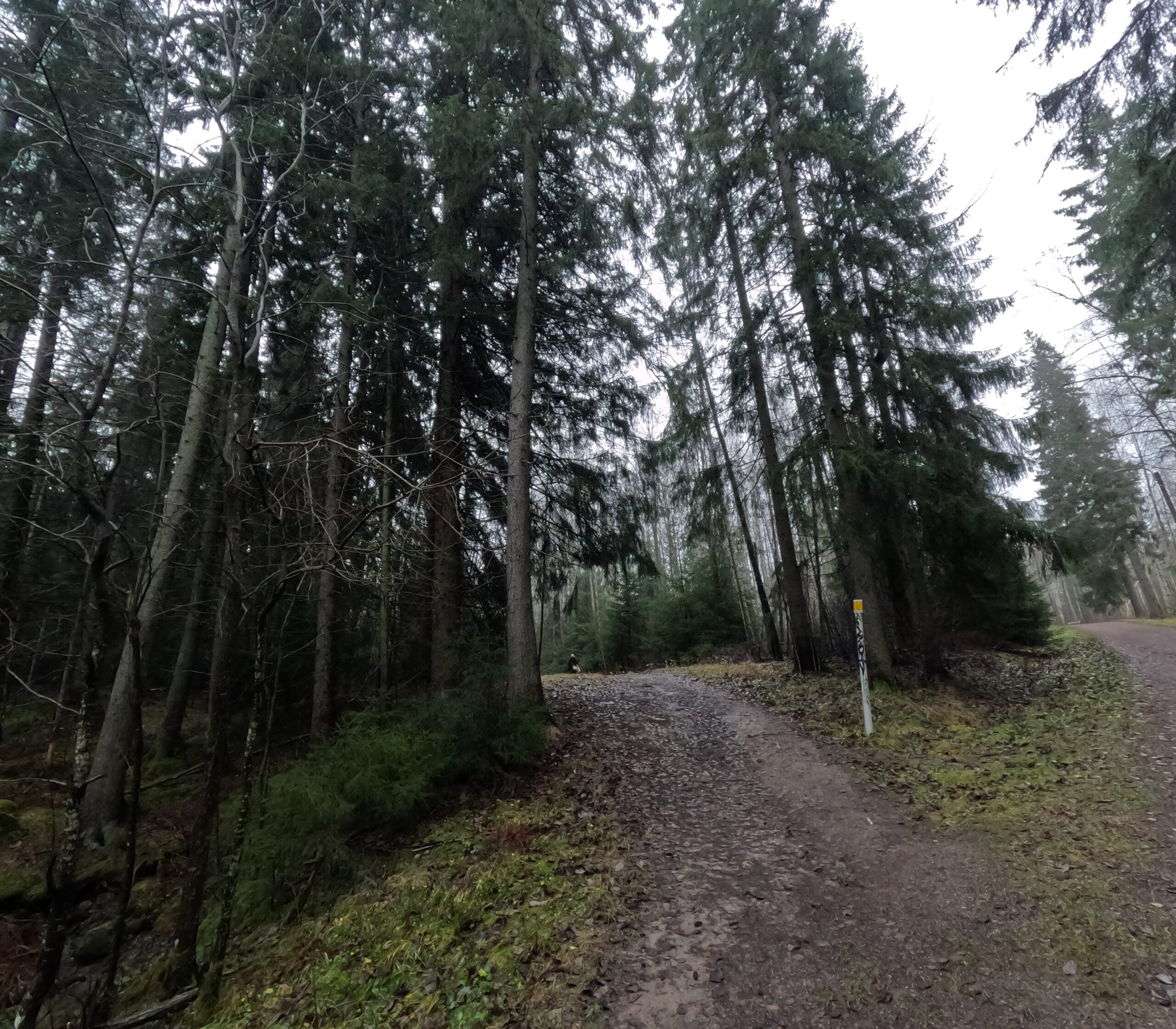 Kuusijärvi（クーシャルヴィ）へ続く森の道｜高い針葉樹と緑の苔に覆われた地面、標識が立つトレイル｜ヴァンター市・フィンランド